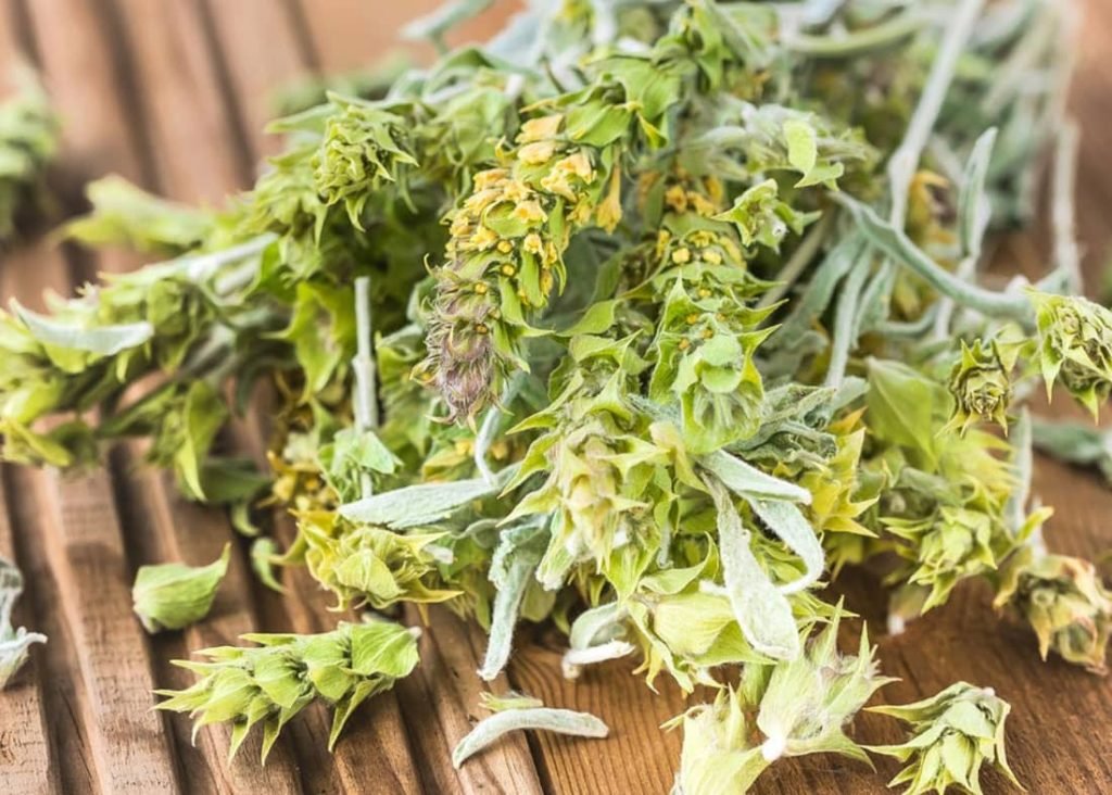 Health Benefits Of Greek Sideritis Plants Mountain Tea